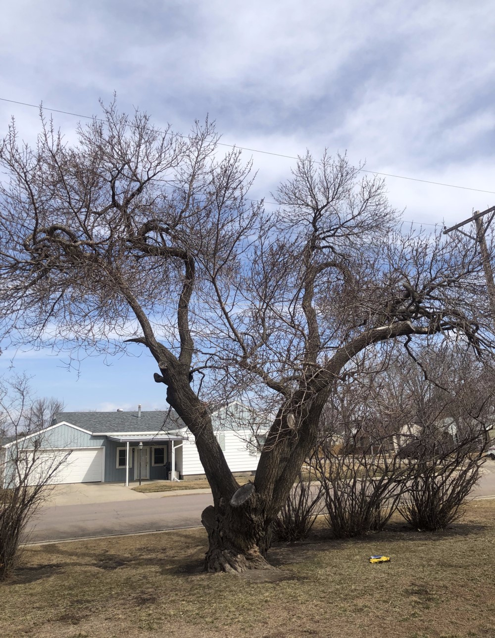 South Dakota Forestry - Big Tree Register Current Listing
