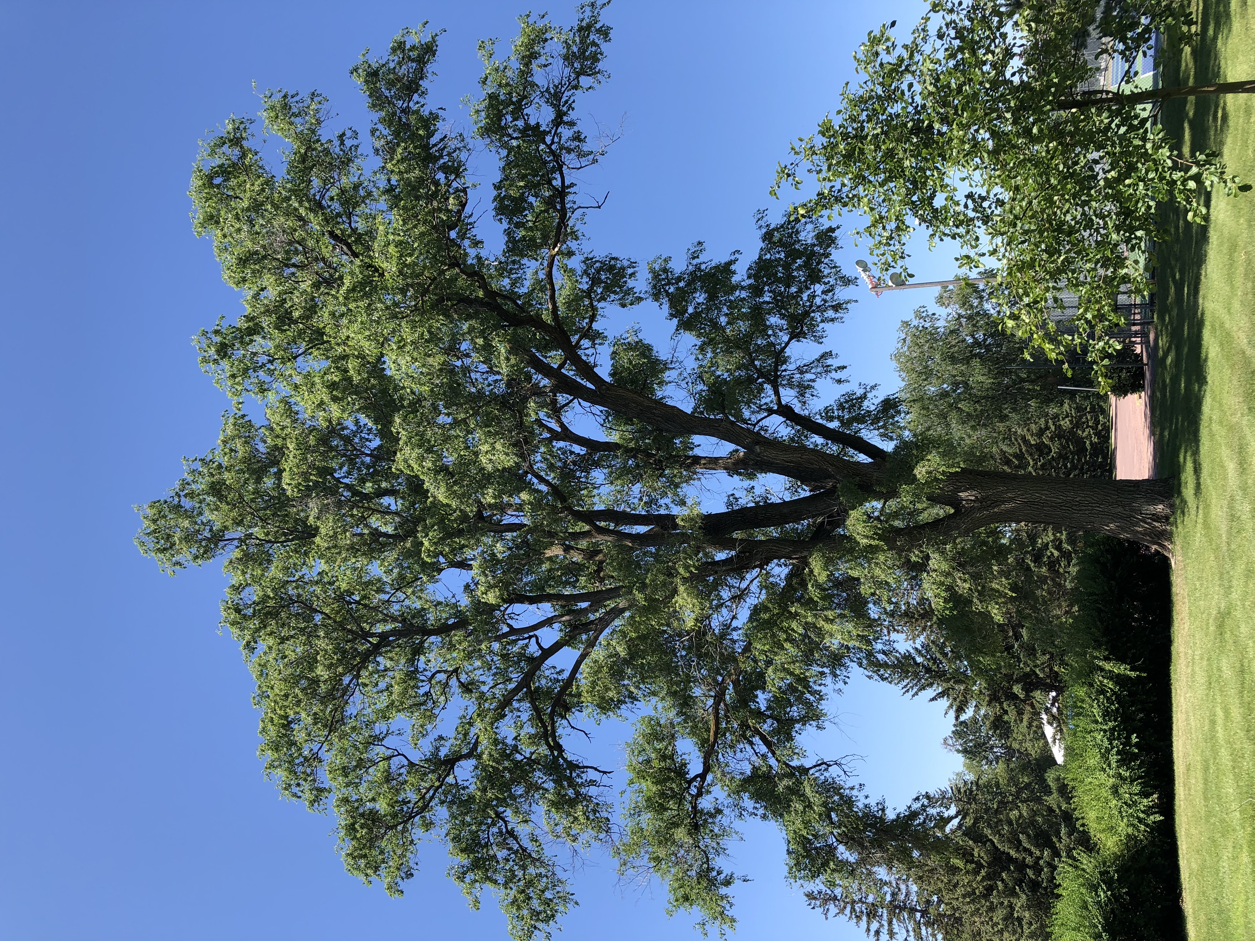South Dakota Forestry - Big Tree Register Current Listing
