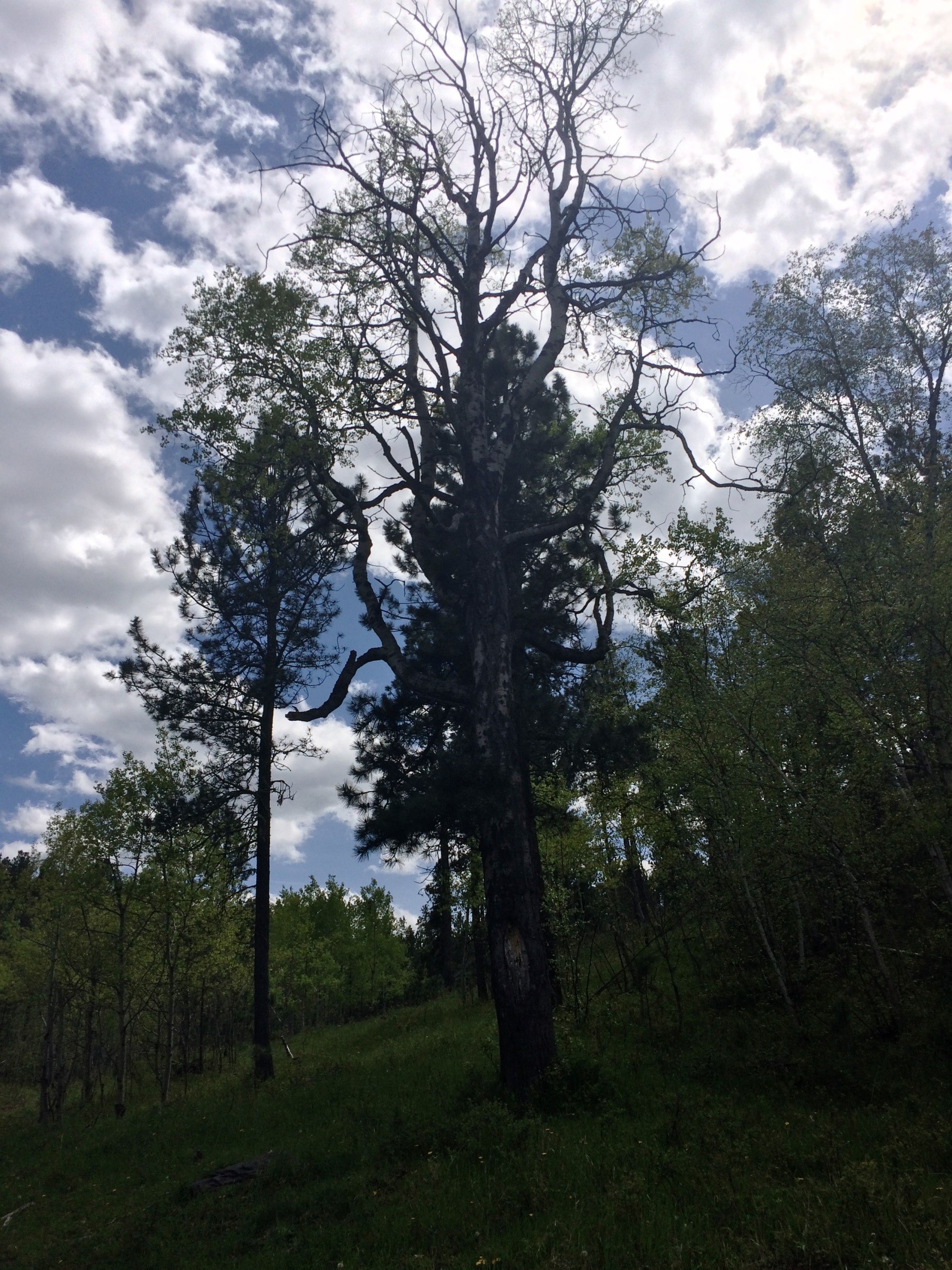 South Dakota Forestry - Big Tree Register Current Listing