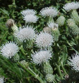 Canada Thistle 1