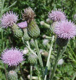 Canada Thistle 2