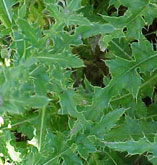 Canada Thistle 4