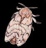 Gypsy Moth 2