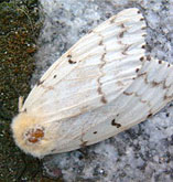Gypsy Moth 3