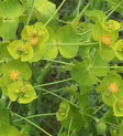 Leafy Spurge 1