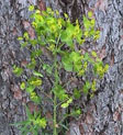 Leafy Spurge 2