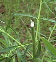 Leafy Spurge 3