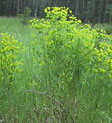 Leafy Spurge 4