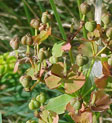 Leafy Spurge 6