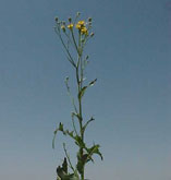 Perennial Sow Thistle