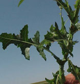 Perennial Sow Thistle 2