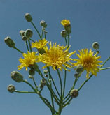 Perennial Sow Thistle 3