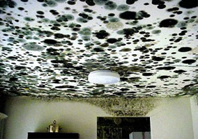 Black mold on ceiling